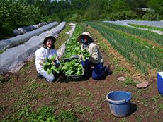 harvest