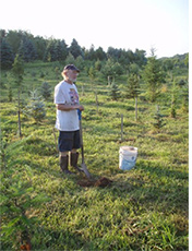 Michael and trees